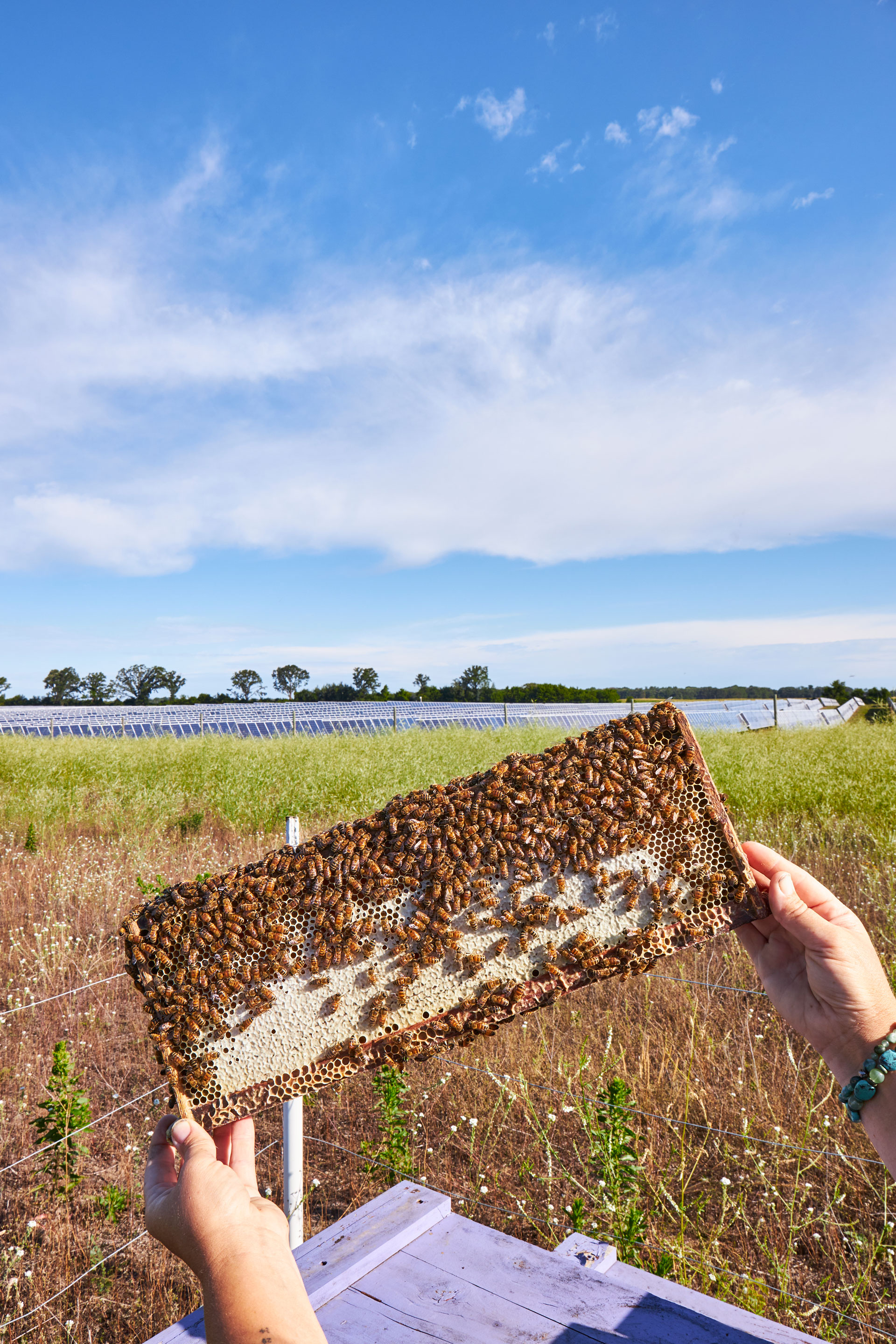 Beekeeper holding up honeycomb, filled with bees, above a hive at North Star solar farm in Minnesota. 